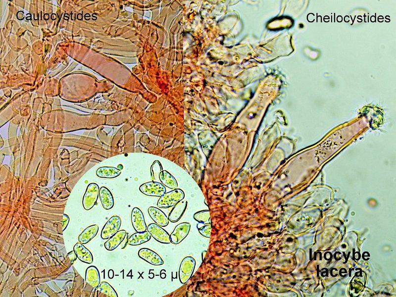 Inocybe lacera-amf1011-micro.jpg - Inocybe lacera ; Syn: Inocybe carbonaria ; Non français: Inocybe à pied brunissant 